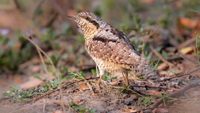 Nymphs, Love Spells, and the Eurasian Wryneck