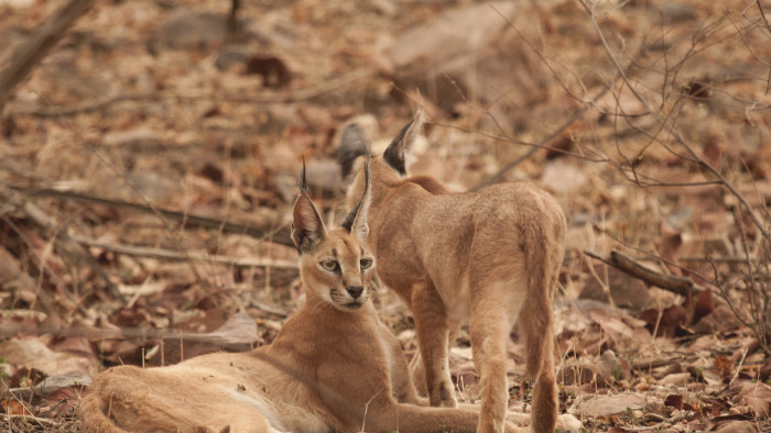 Where the Wild Cat Roams: On Spotting the Black-Eared One