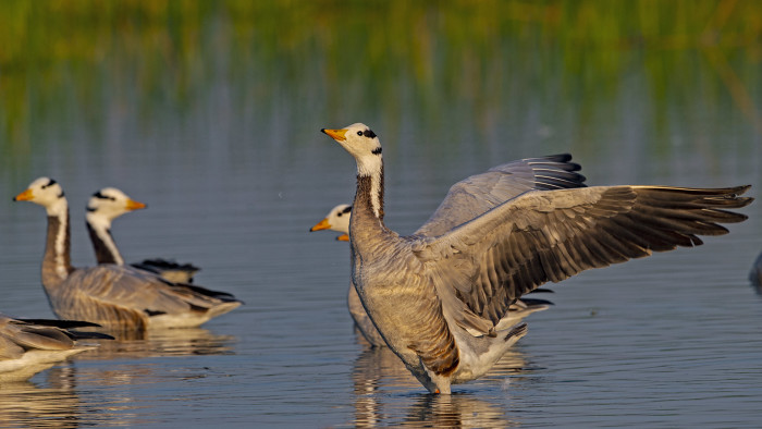 Why Rann When you can fly: The Bar-headed Geese of Gujarat