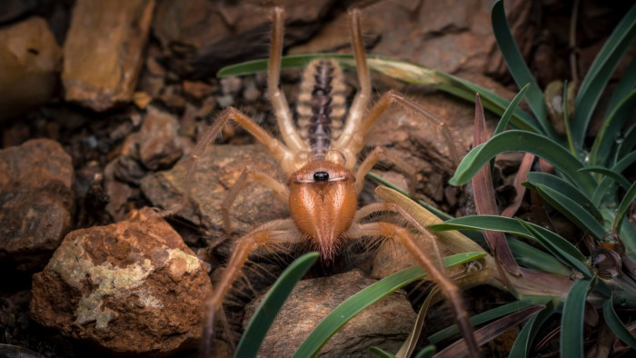 Enter the Mysterious World of Camel Spiders