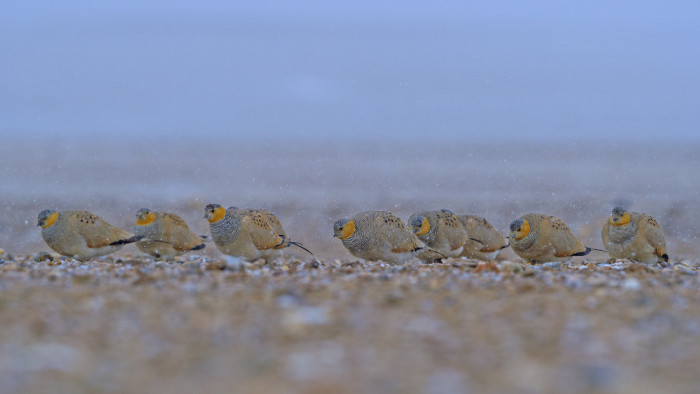 The Sandgrouse has a Trick up its Belly
