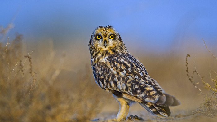 Short-eared Owl: Hidden Winter Resident of the Grasslands
