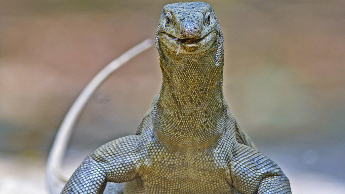 Of Forked Tongues and Scaling Fort Walls: Story of the Bengal Monitor Lizard