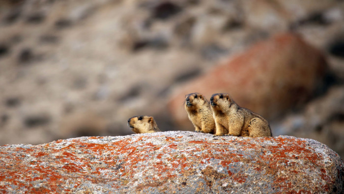 Getting Into a Huddle: The Himalayan Marmot Family