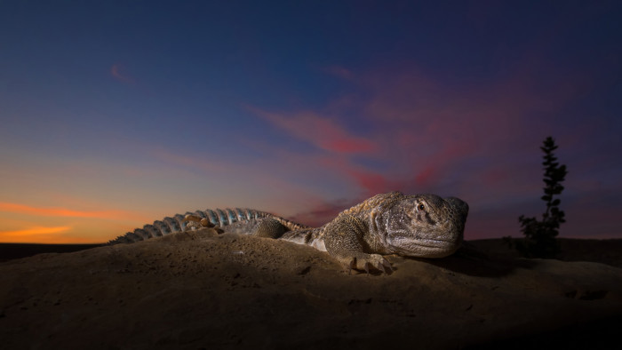 Tactical Tails: Life Moves in Slow Motion for the Spiny-tailed Lizard