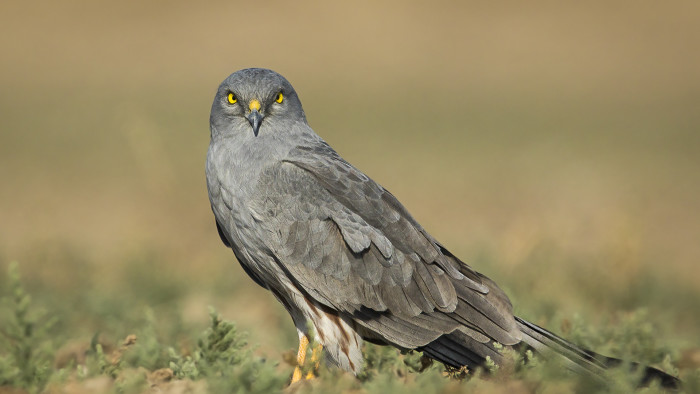 Montagu’s Harriers: The Slender Hawks of Velavadar