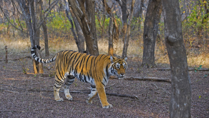 The Guide: Ranthambore Tiger Reserve
