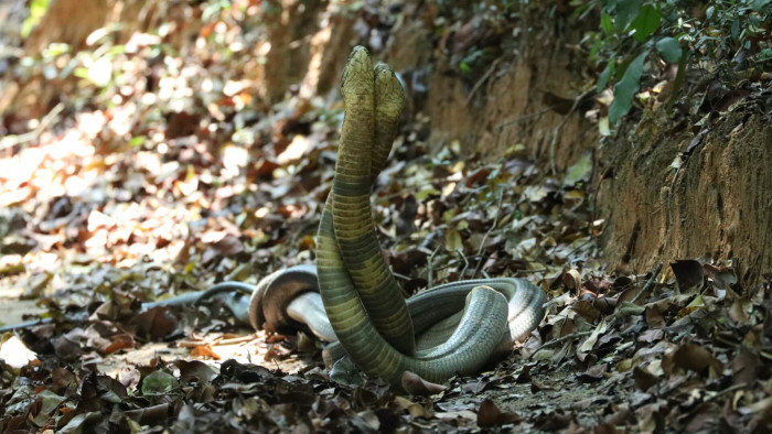 Clash of the Titans: When the King Cobra Meets a Rock Python