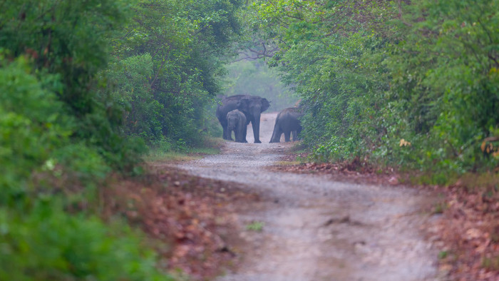 When Elephants Rage