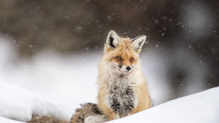 Learning the Fox Trot: In Pursuit of the Bushy-Tailed Red Fox in Spiti Valley