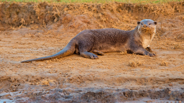 Smooth-Coated Otters: A Rough Ride Along Transforming Rivers