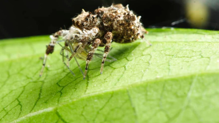Spider Hunting Spider: Portia and the Art of Problem Solving