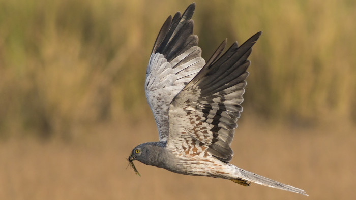 Montagu’s Harrier: Prowlers on the Grassland