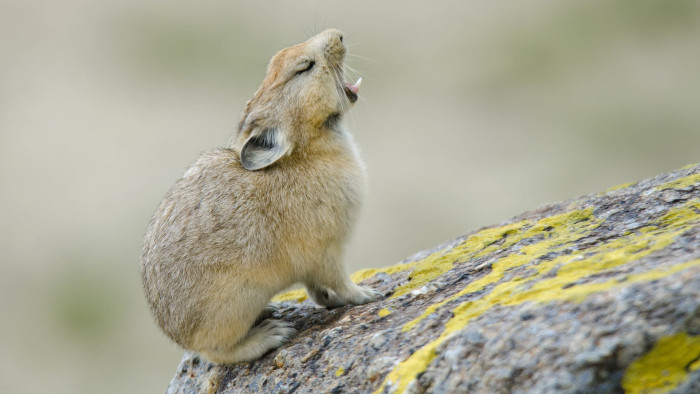 Hop, Skip, Run: The Hardy Pikas of Ladakh