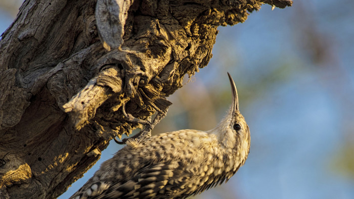 Spotted Creeper in the Khejri Tree