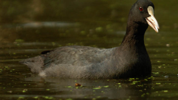 A Tux and a Dance: A Day in the Life of the Common Coot