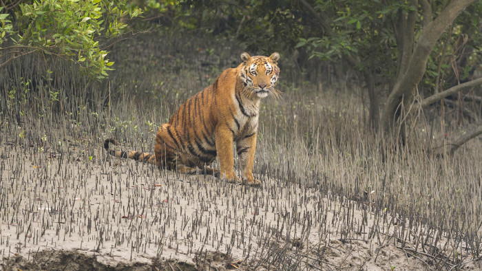 In the Sundarbans, the Bengal Tiger is Always Watching You