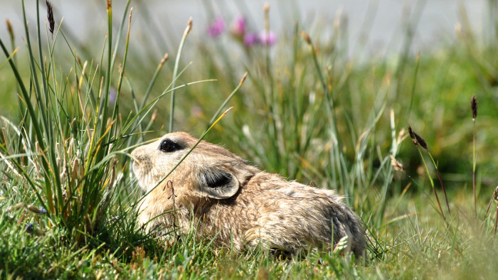 Thriving in Thin Air: Pikas of the Himalayan Talus