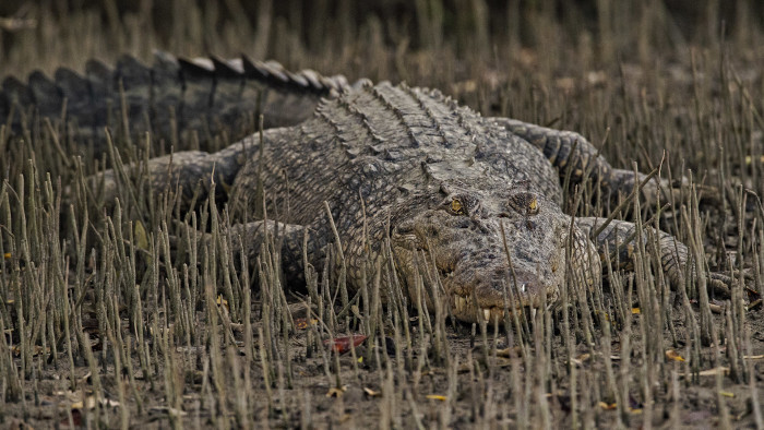 Croc Talk: Of Salt, Scales, and Swamps