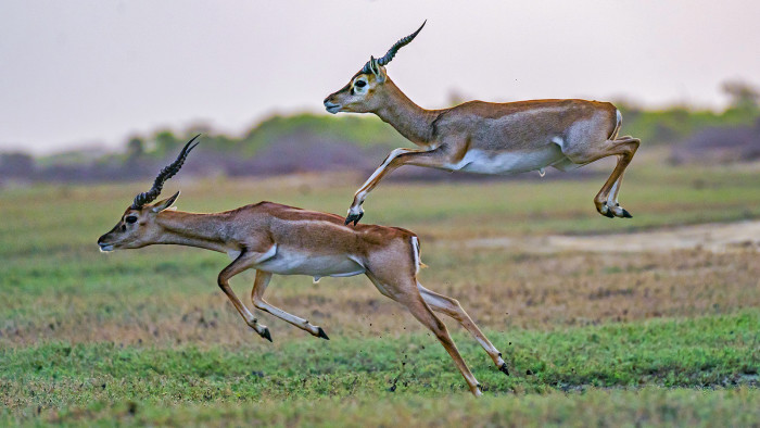 Blackbuck Beauties at the Point of Protection
