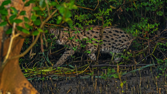 Hunter Among the Mangroves: The Fishing Cat of Coringa