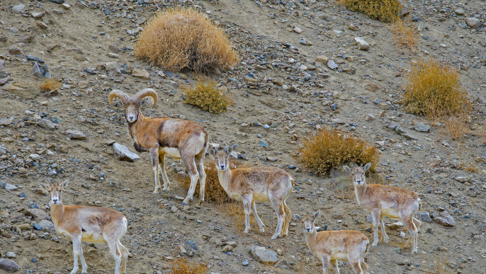 Cross Connections: The Story of Humans, Urial, and their Kin