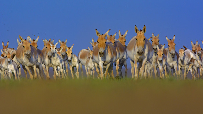 First Among Equals: Wild Asses of the Little Rann of Kutch