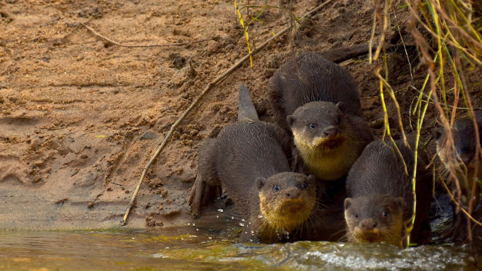 Smooth-coated otters: Slick Operators of Coringa