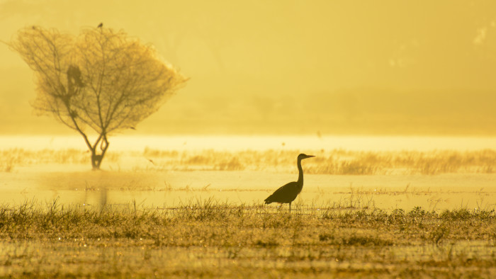 Hesaraghatta Lake and the Savannah of Silicon City
