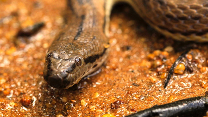 Dog-faced Water Snake: Sludge and Salt in the Intertidal Zone