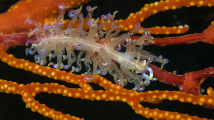The Fabulous, Functional World of Sea Slugs