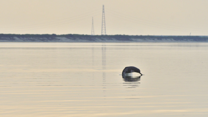 Staying Alive: South Asian River Dolphins