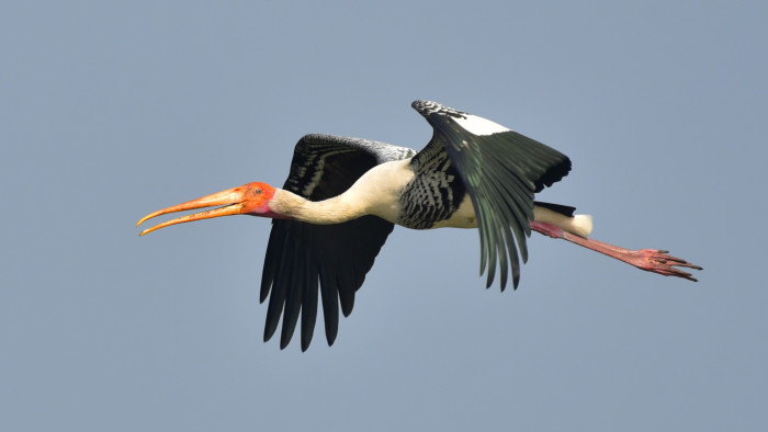 Painted Storks: Colouring the Coringa Wetlands