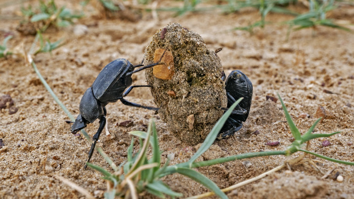 Dung Beetles: The Little Things That Run the World