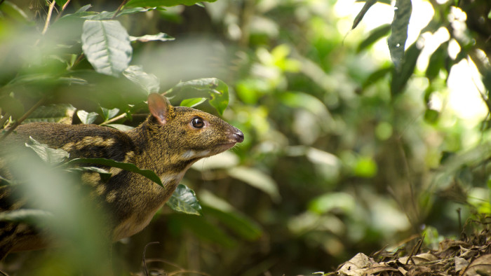 Secret Life of the Mouse Deer