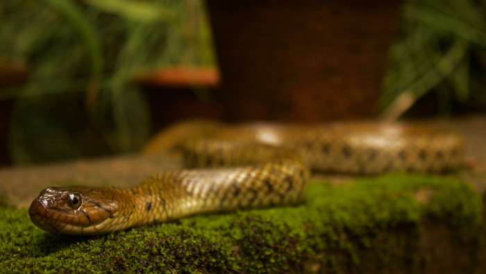 I Want It All: The Checkered Keelback’s Game Plan