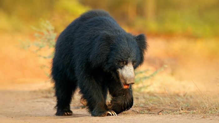 Raiders of the Anthill: Sloth Bears of Kumbhalgarh