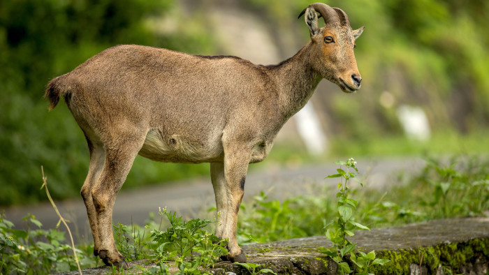 Nilgiri Tahr: The Little-known Mountain Monarch of the Anaimalai Hills