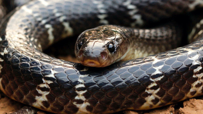 The Dark Knight: Enigma of the Common Krait