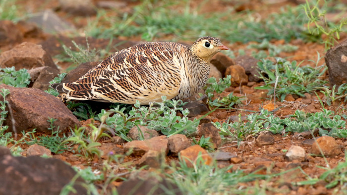 Painted Sandgrouse: The Art of Blending In
