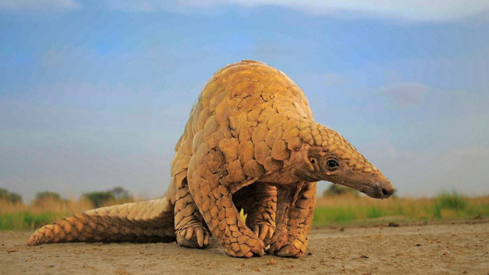 Pangolins in Peril: The Illicit Wildlife Trade has Pushed this Mammal to the Brink of Extinction