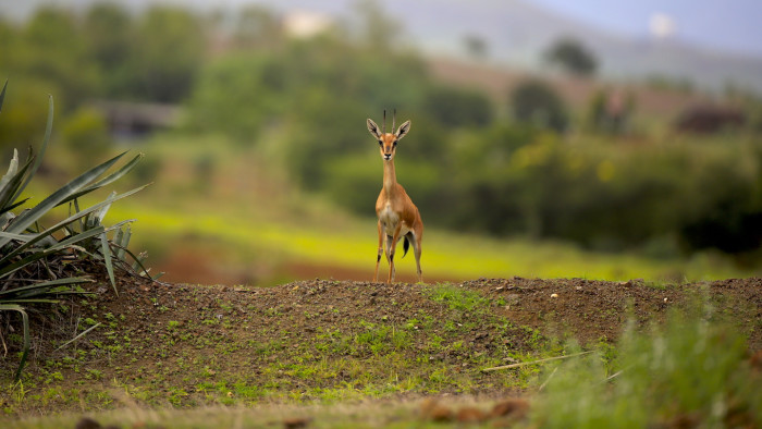 Chinkara: The Graceful Gazelles of Saswad