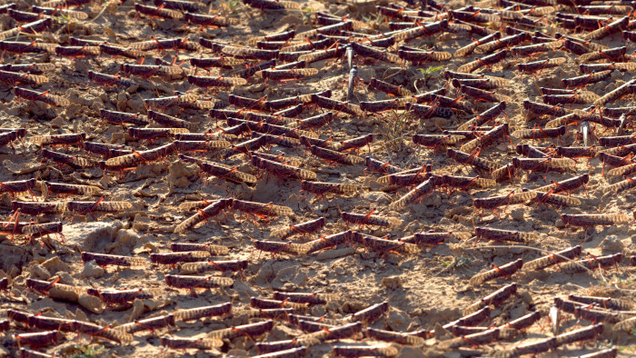 Locust Swarms: Pests or Actors in the Ecosystem?