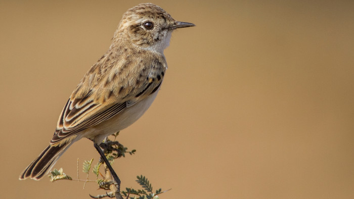 White-browed Bushchat: The Enigmatic Desert Dancer