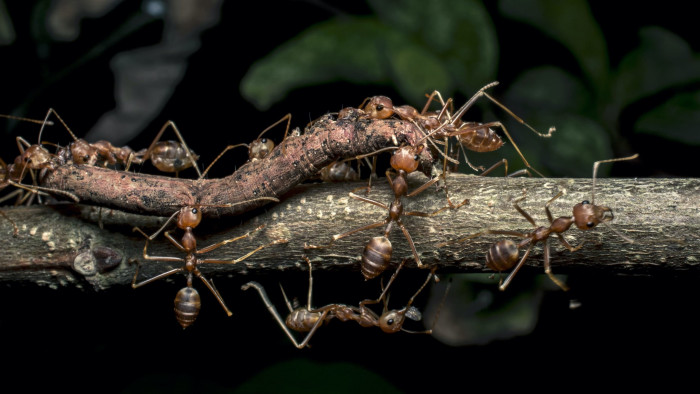 Canopy Colonisers: Battles of the Weaver Ant Armies