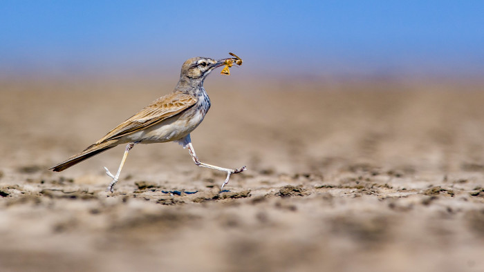 The Trickster of the Desert: Greater Hoopoe Lark