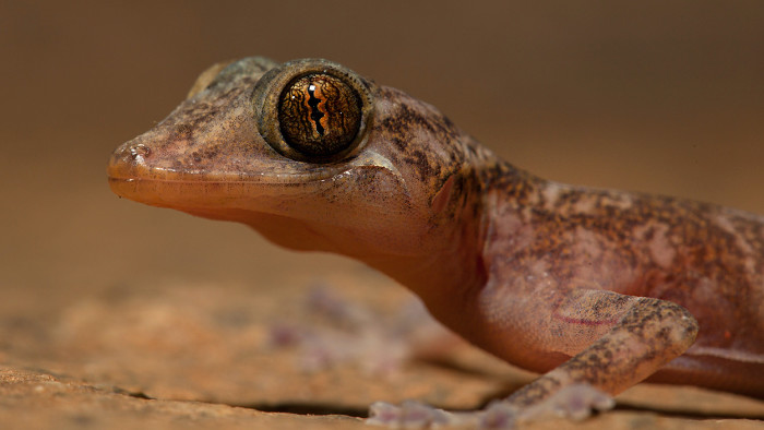 Dazzled by the Golden Gecko: Dainty Lizard of the Ruins