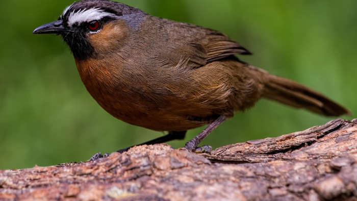 No Laughing Matter: Nilgiri Laughingthrush and its Habitats at Risk