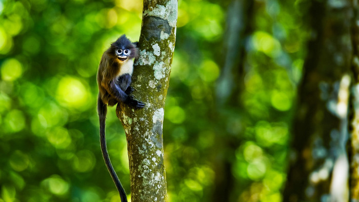 Phayre’s Langur: A Future Denied