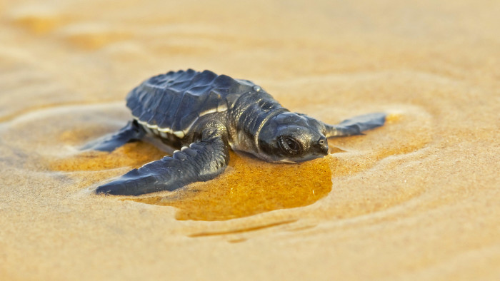 Ecotourism, and the Olive Ridley Turtles of Dapoli